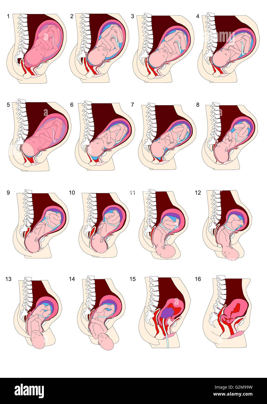 Diagramm mit Phasen der Geburt Stockfoto