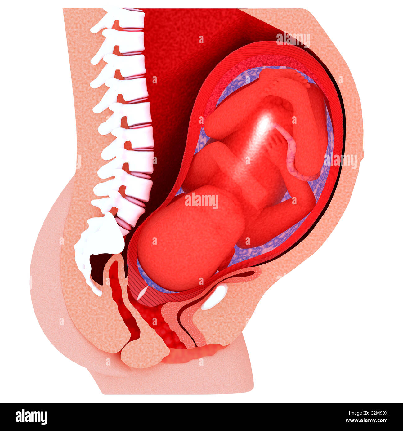 Querschnitt der Gebärmutter mit dem Fötus in Fruchtblase Stockfoto
