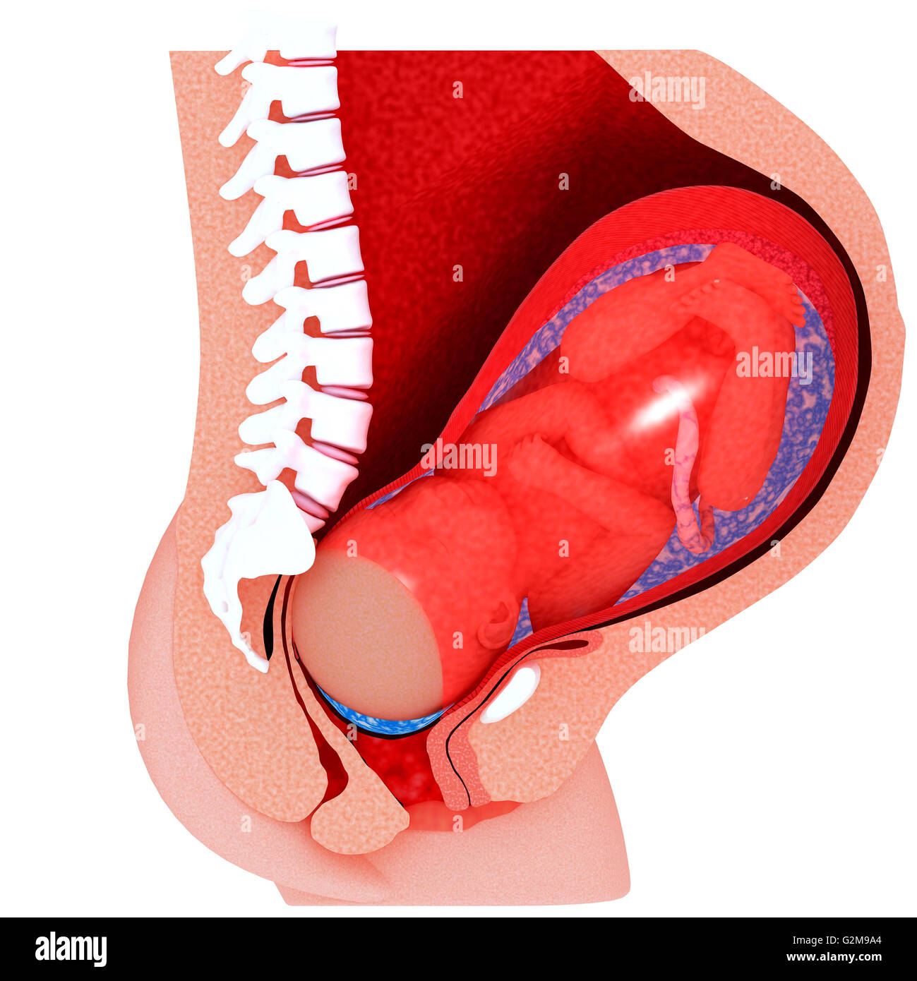 Querschnitt der Gebärmutter mit Fötus von Fruchtblase weggetrieben Stockfoto