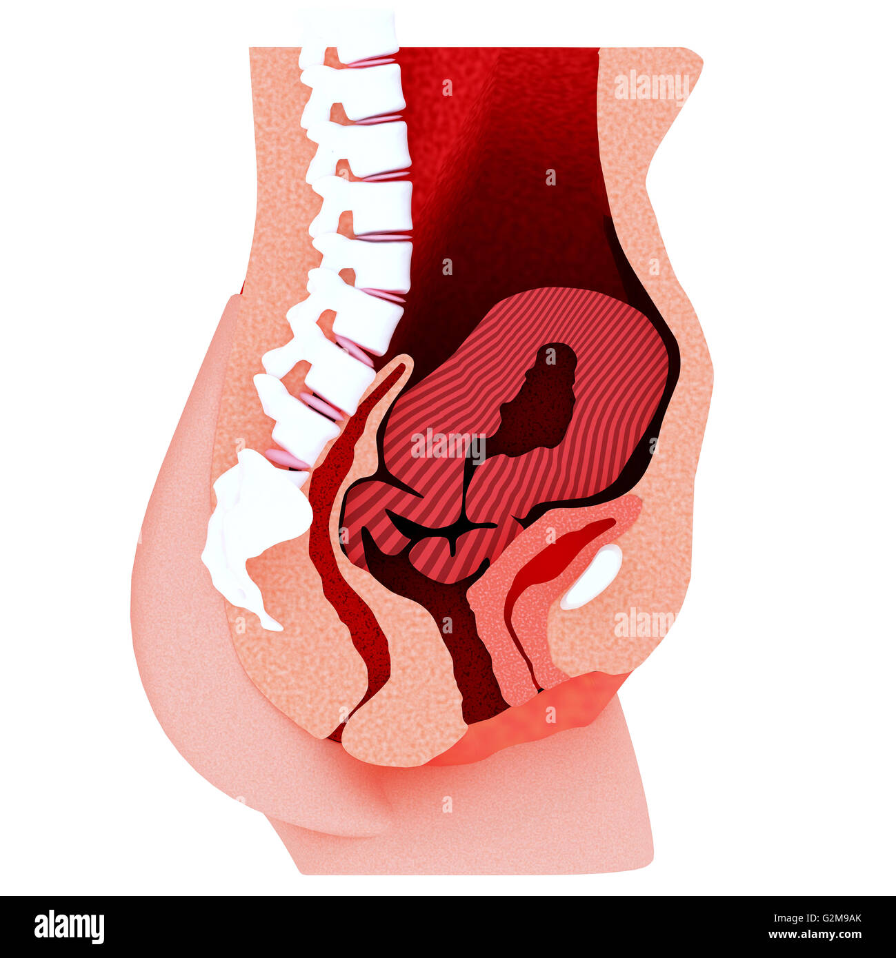Querschnitt der Gebärmutter Stockfoto
