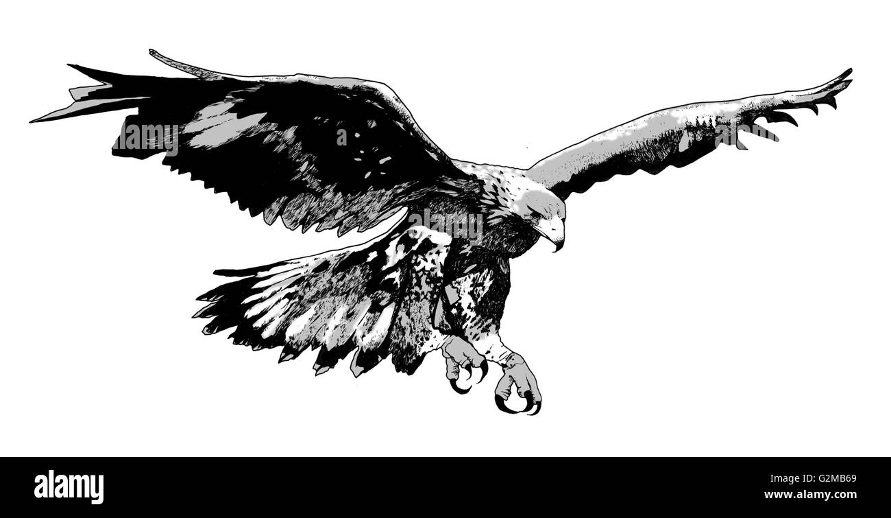 Adler mit Verbreitung Flügel Stockfoto