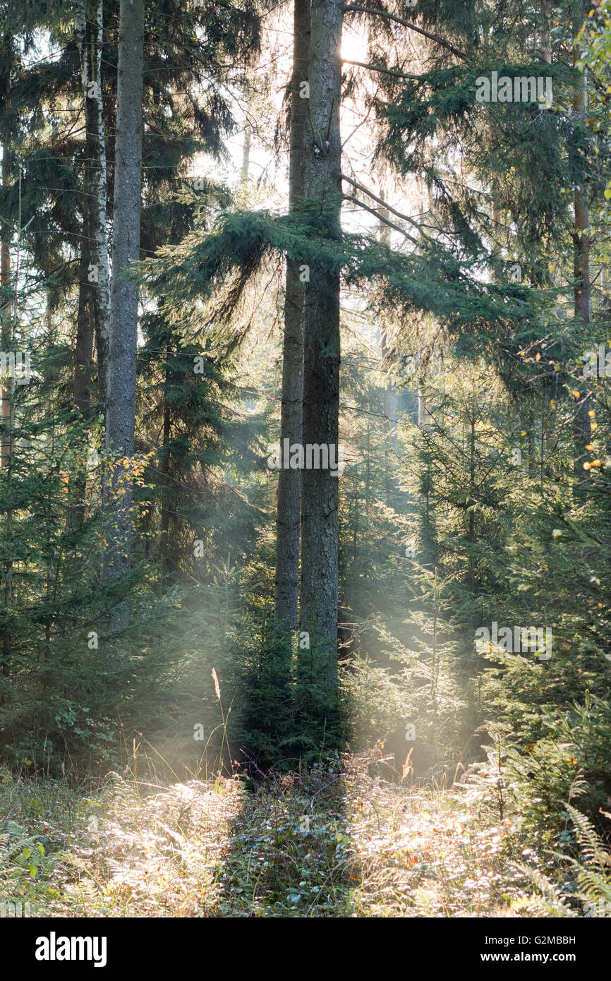 Bild von der Morgensonne strahlt im Wald Stockfoto