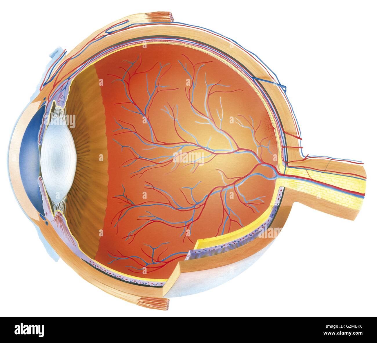 Anatomie des Auges Stockfoto