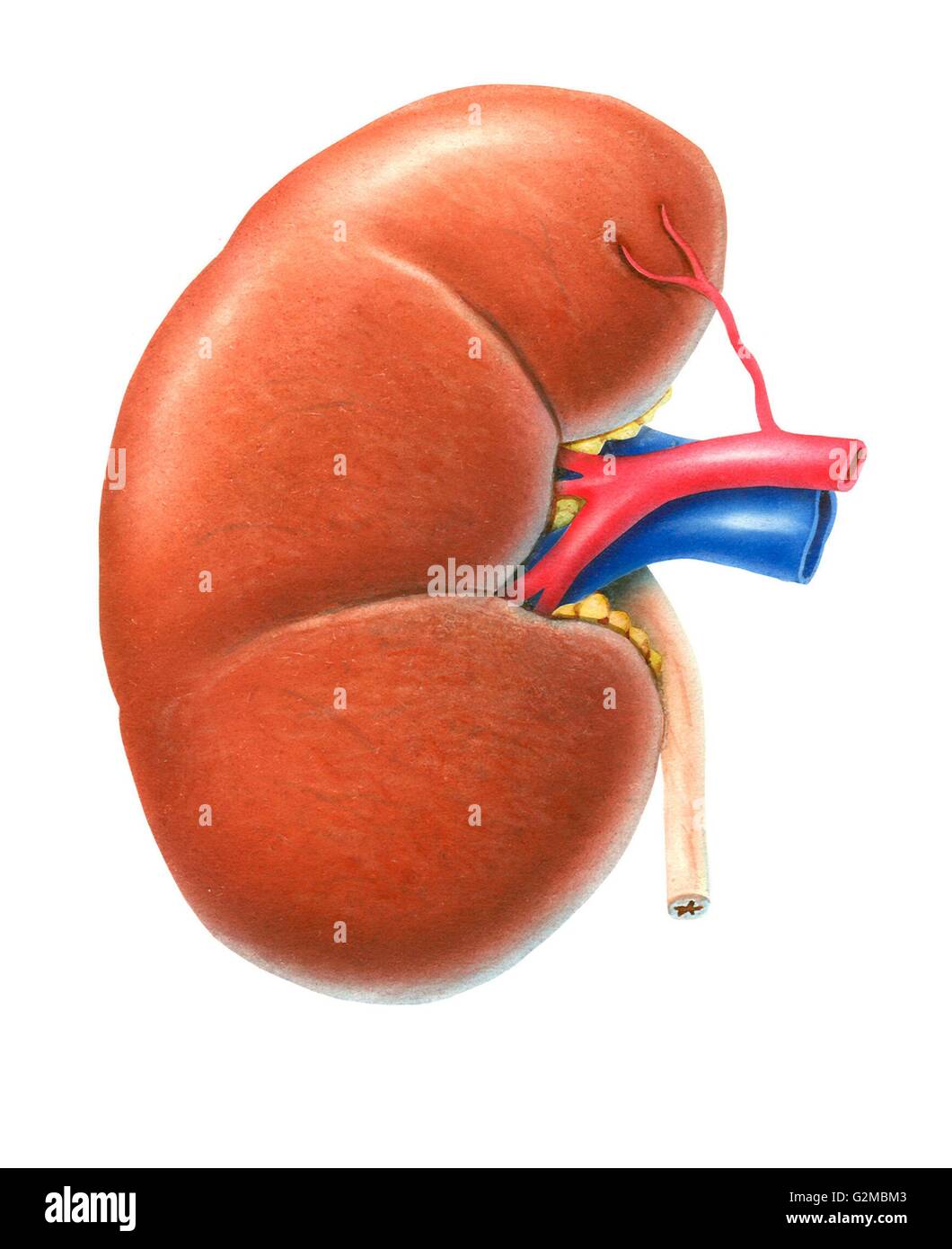 Anatomie der Niere Stockfoto