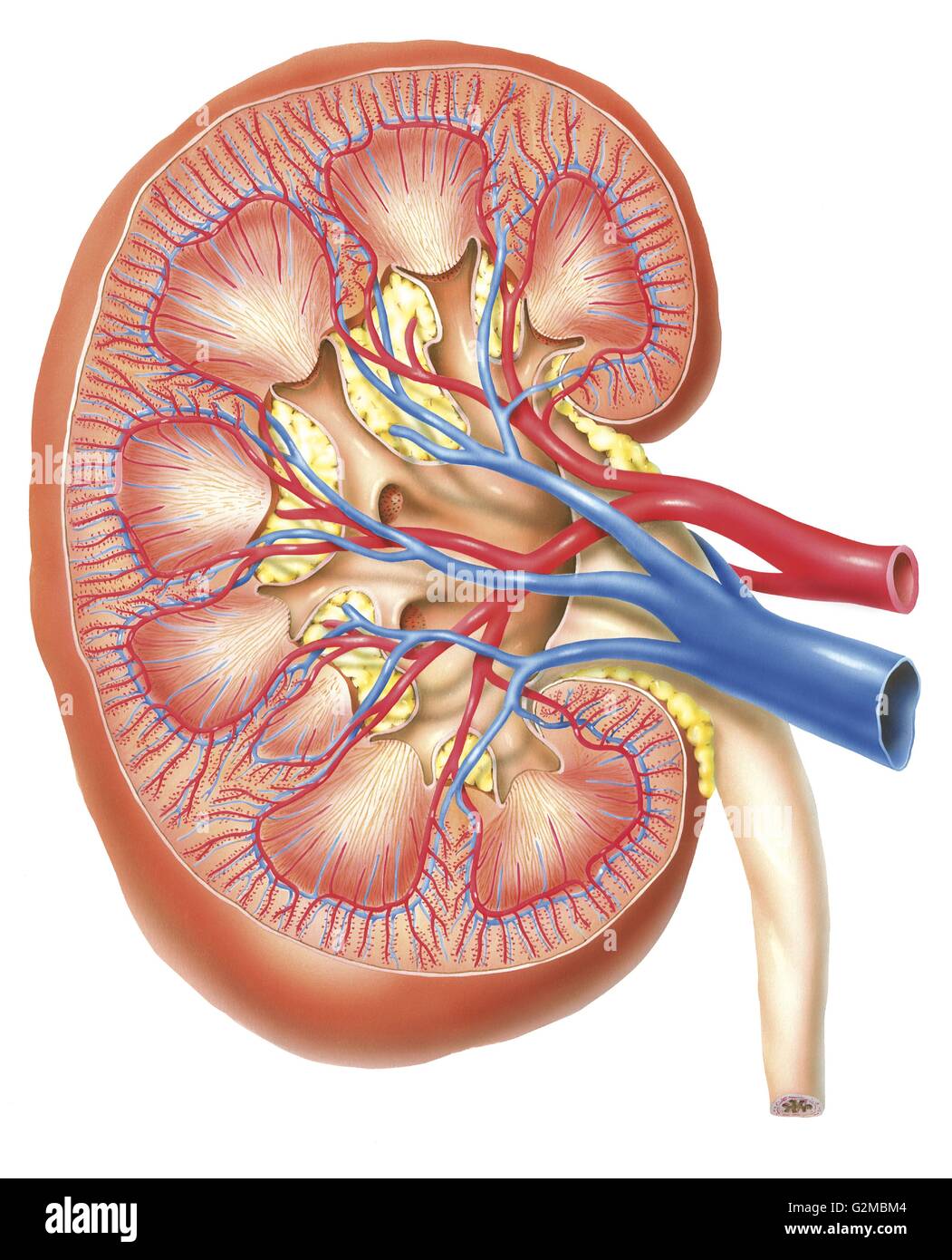 Anatomie der Niere Stockfoto