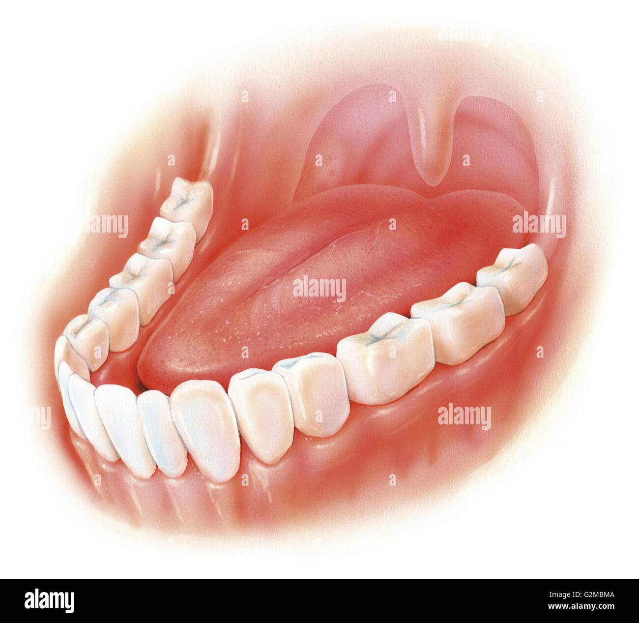 Querschnitt des menschlichen Mund Stockfoto