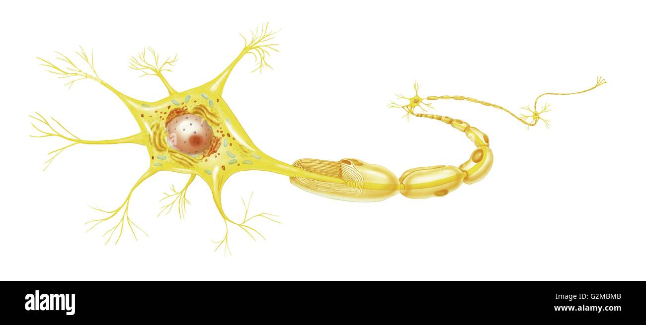 Synapse auf weißem Hintergrund Stockfoto