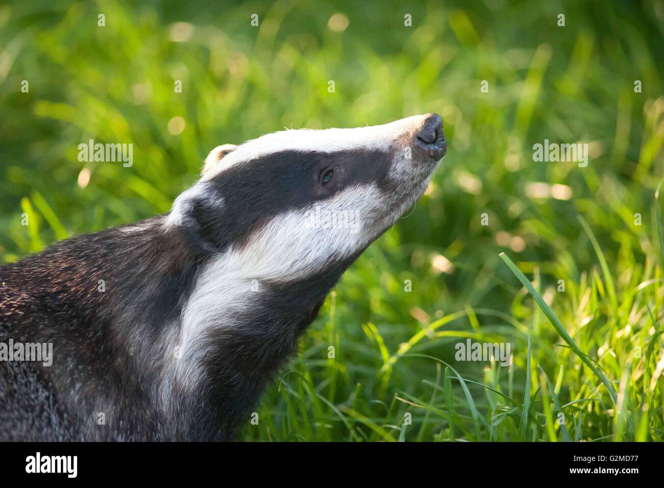 Ein Dachs einen warmen Sommerabend zu genießen. Stockfoto