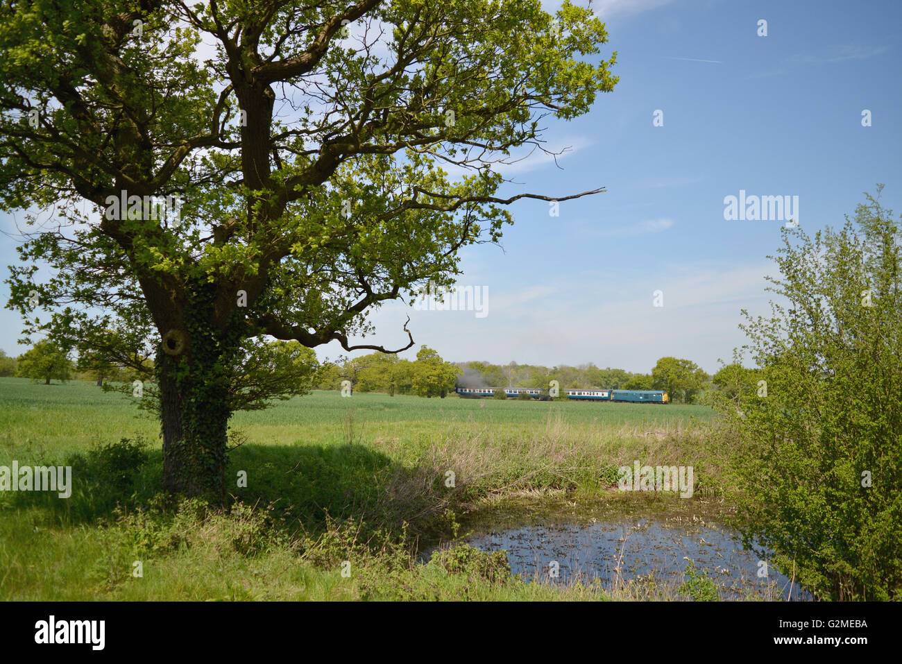 31438 verläuft parallel zu der Essex Weg Fußweg auf seiner Reise zwischen Ongar und North Weald Stockfoto