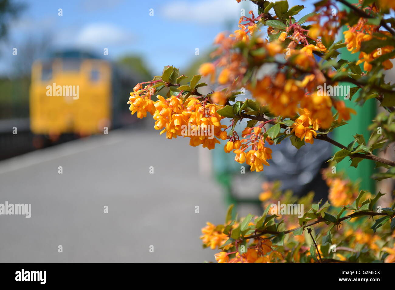 Blumen blühen in der North Weald Station auf der Epping Ongar Railway, wie 31438 im Hintergrund im Leerlauf. Stockfoto
