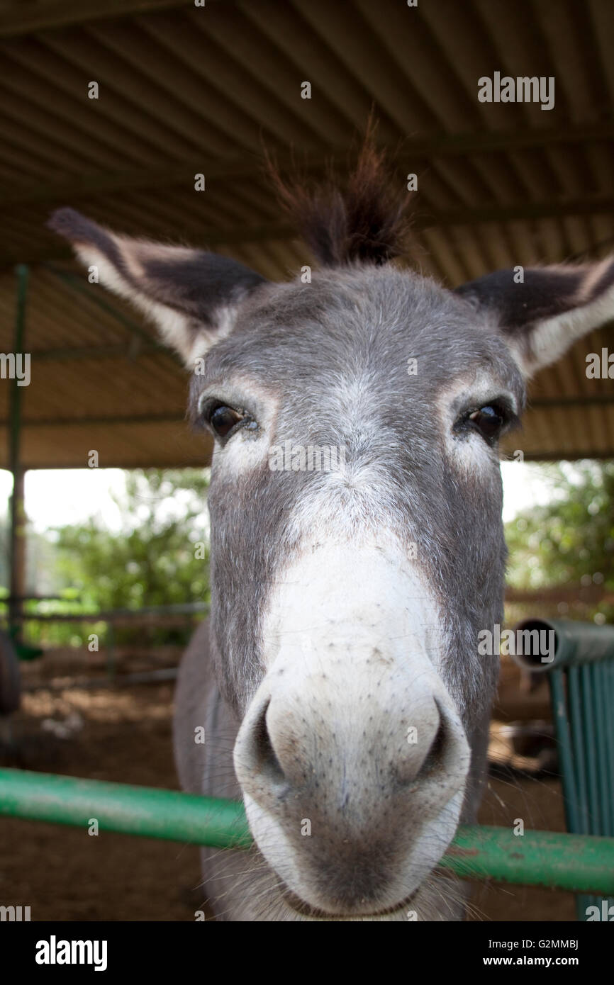 Esel Gesicht Closeup in einer Scheune mit grünen Balken Stockfoto