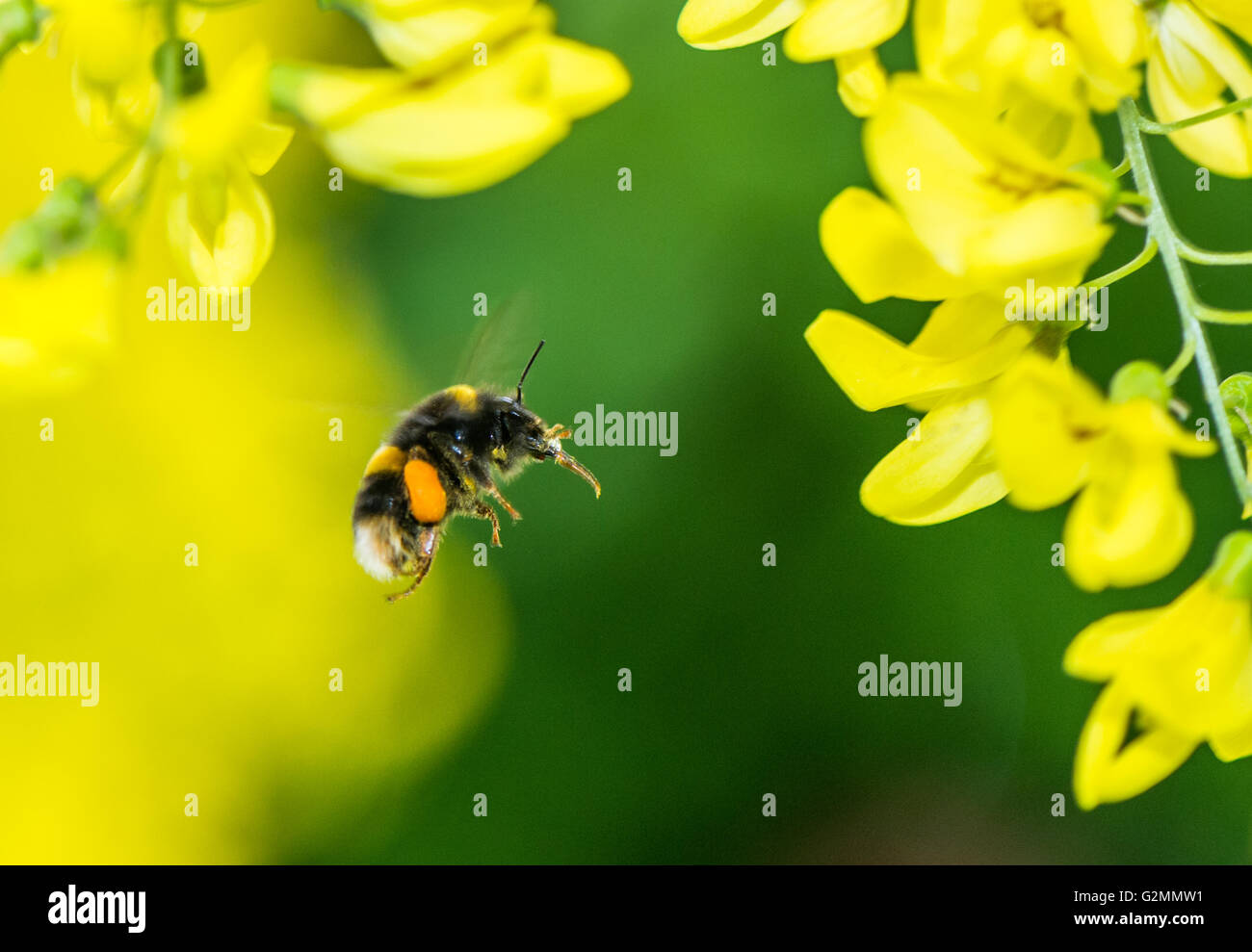 Hummel mit Pollen Sacs zufliegen eine gelbe Blume Goldregen Stockfoto