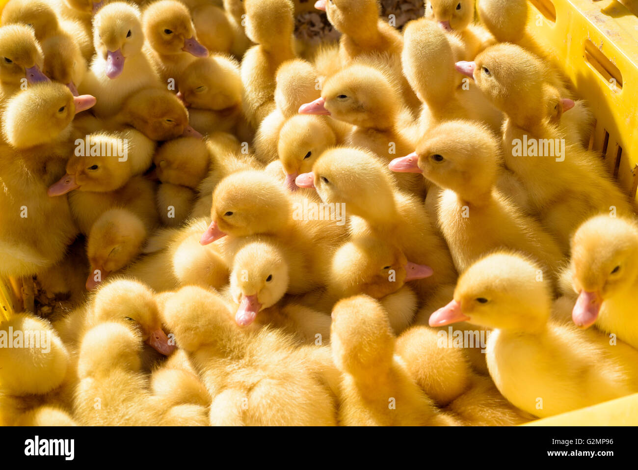 Gelbe Broiler Küken (Gallus Gallus Domesticus) in natürlichem Sonnenlicht aus einem Überkopfposition Stockfoto