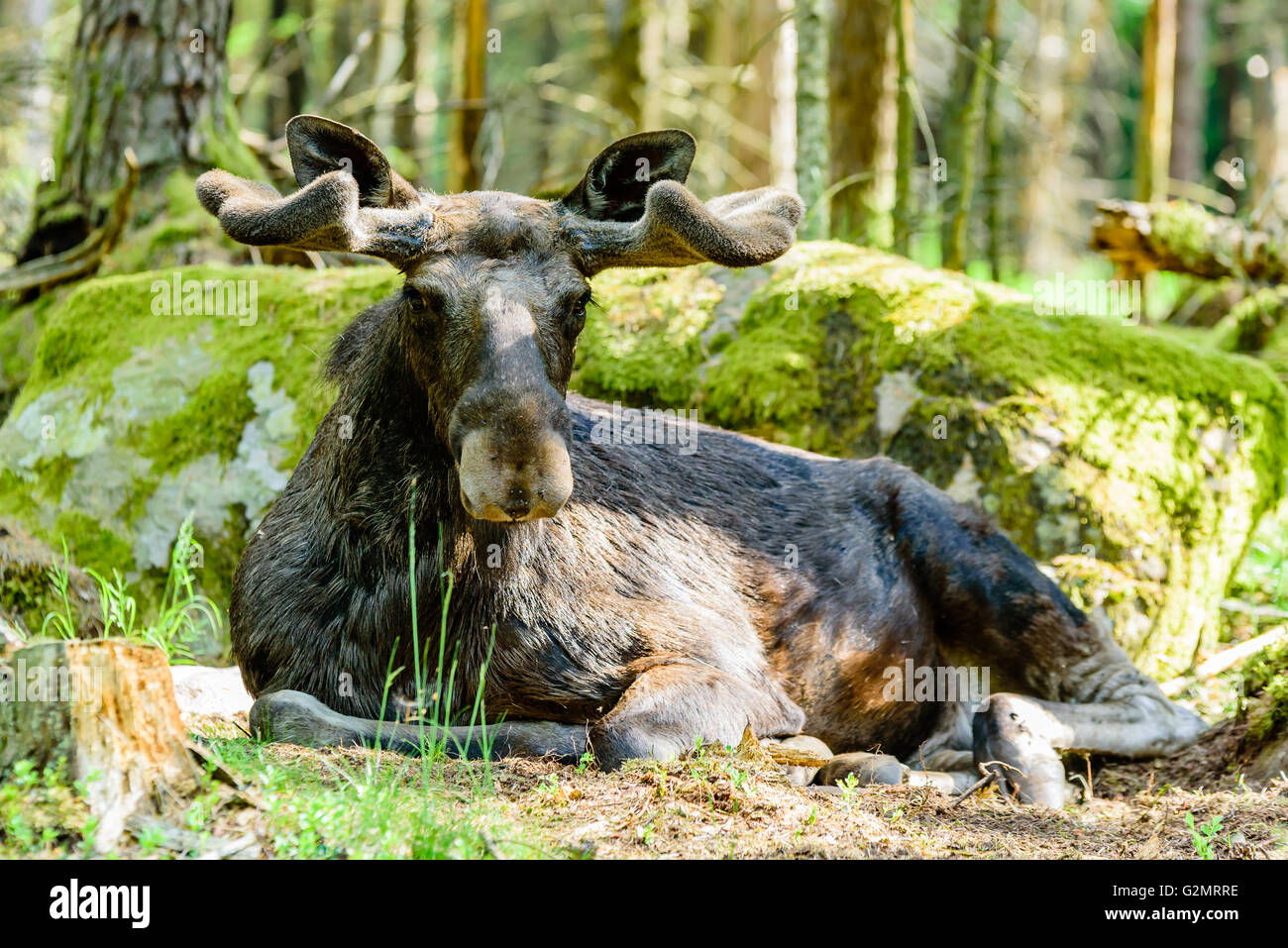 Elch (Alces Alces), hier ein Stier mit neuen und frischen Geweih wächst unter dem samt ruht vor einem Granitblock ich Stockfoto