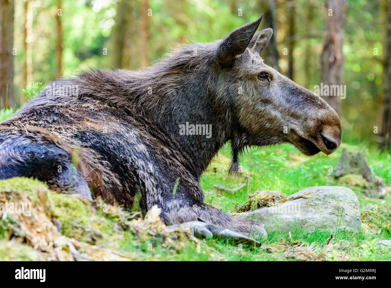 Elch (Alces Alces), hier eine Kuh von der Seite gesehen ruht auf dem Waldboden. Stockfoto