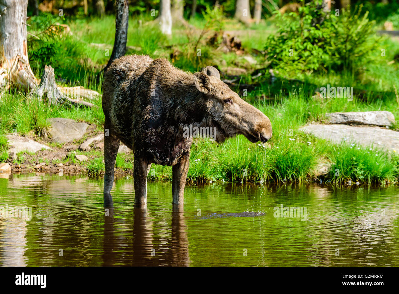 Elch (Alces Alces), hier ist eine Kuh gesehen, stehen in einem Süßwassersee mit Wald im Hintergrund. Stockfoto