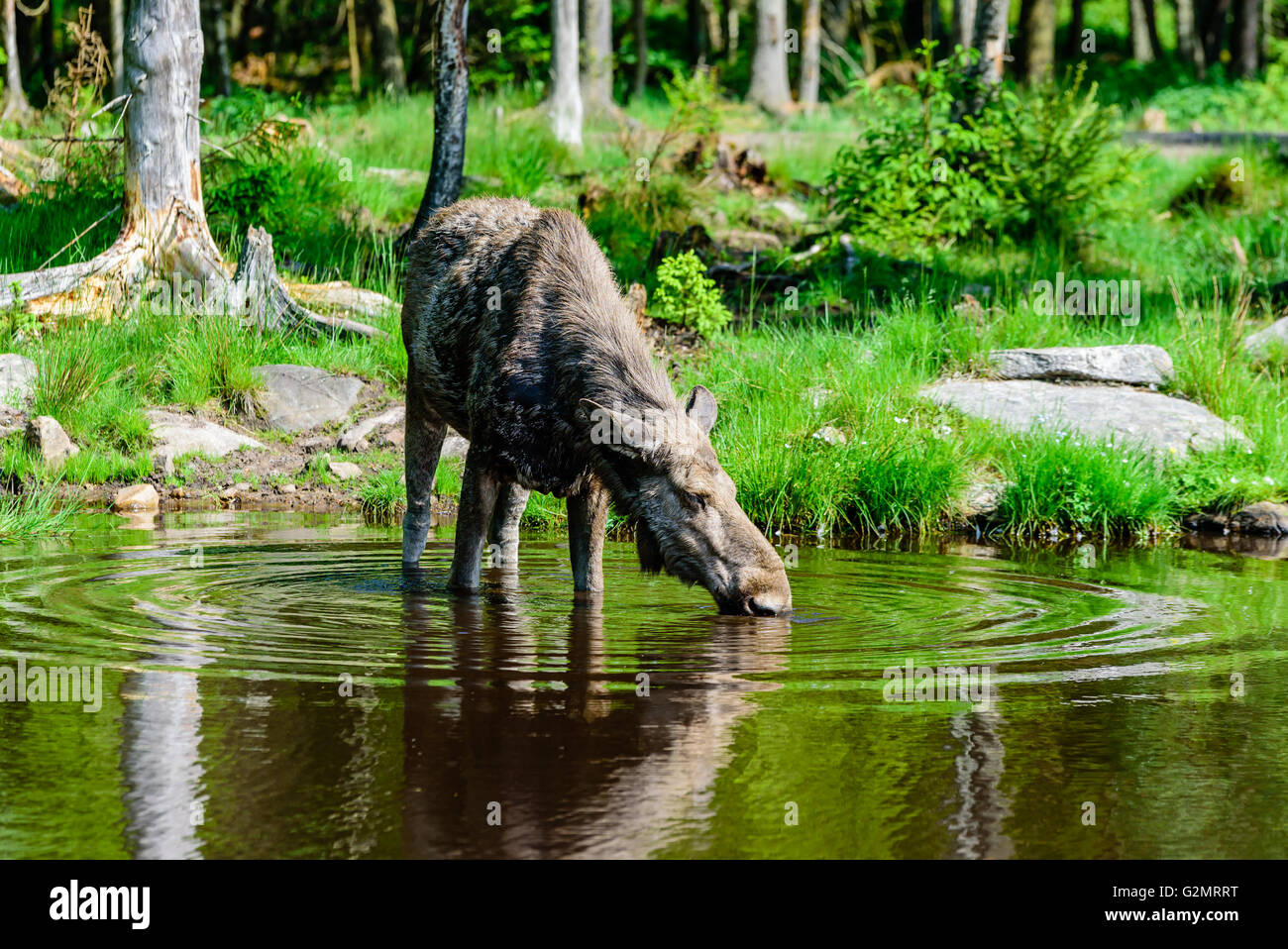 Elch (Alces Alces), hier ist eine Kuh gesehen Trinkwasser aus einem Süßwassersee mit Wald im Hintergrund. Stockfoto