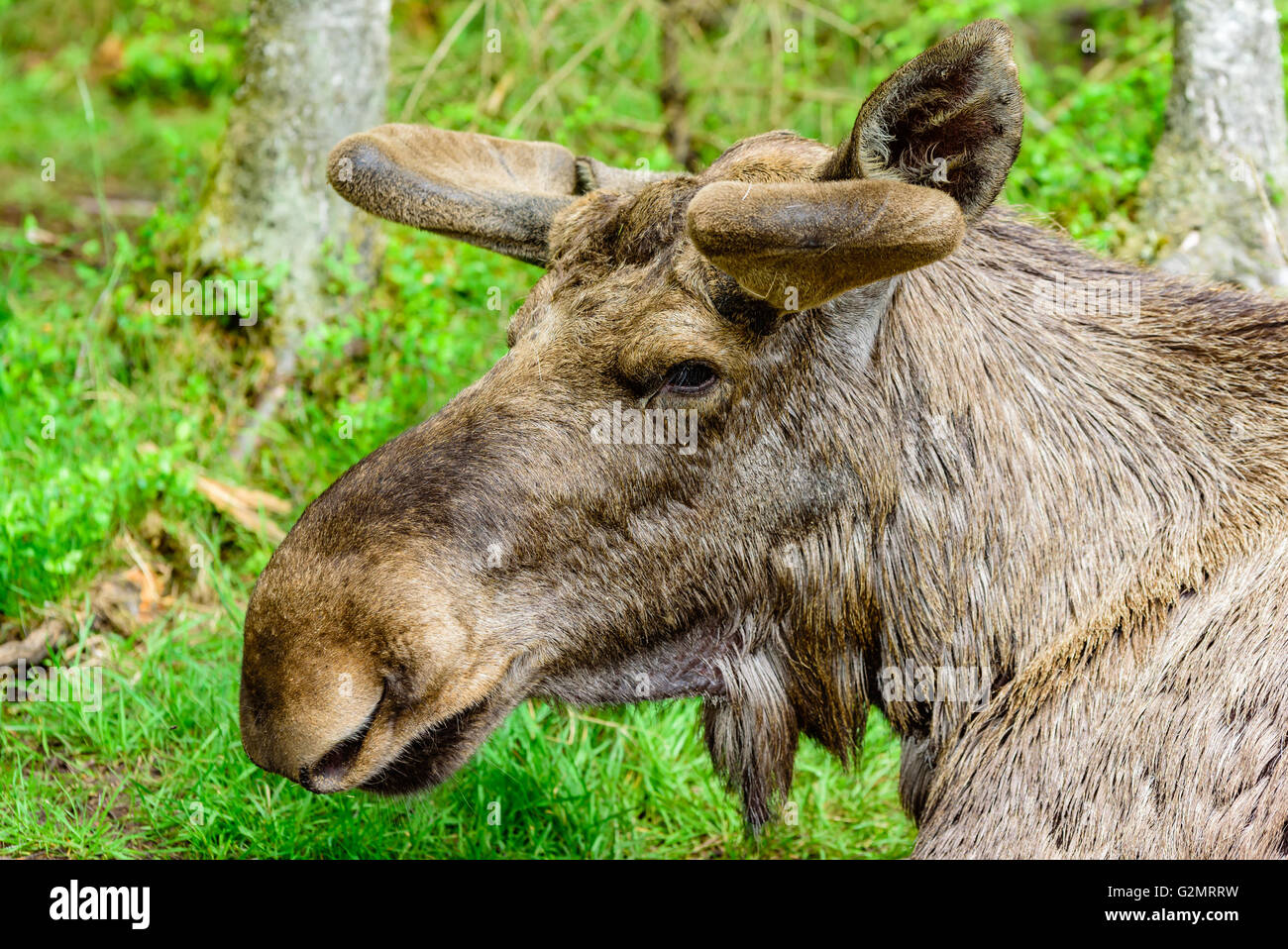Elch (Alces Alces), hier ein Portrait eines Erwachsenen Bullen von der Seite gesehen. Neue und frische Geweihe wachsen jedes Jahr unter die weiche ve Stockfoto