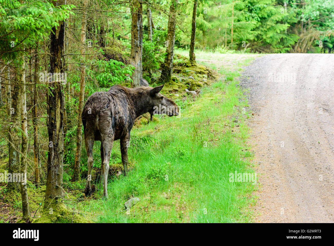 Elch (Alces Alces), hier eine Erwachsene Kuh neben einer Landstraße in den Wald. Dies sind große Tiere und eine große Gefahr Stockfoto