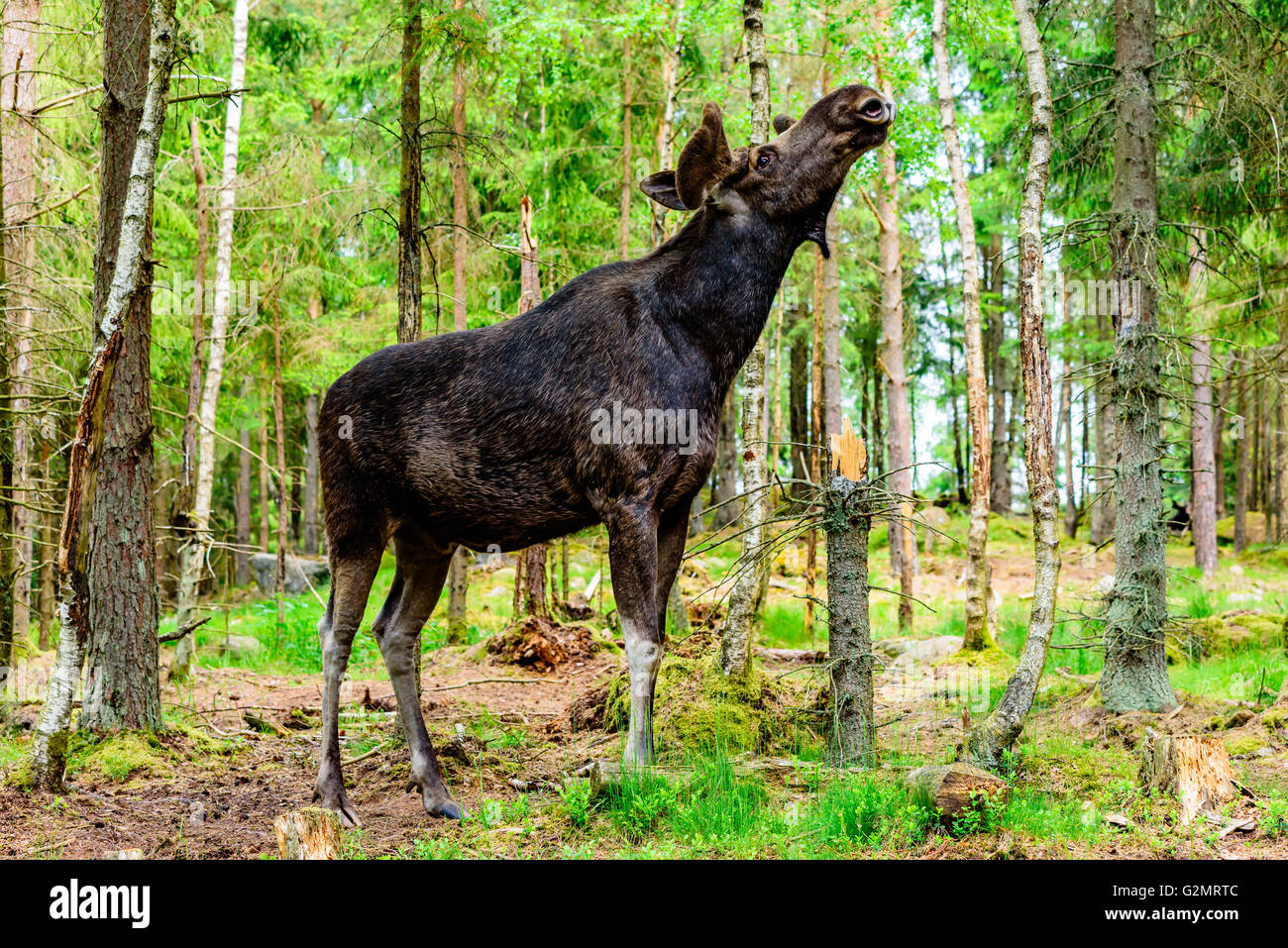Elch (Alces Alces), steht hier ein Erwachsenen Bullen mit frischen wachsende Geweih unter weichem samt in den Wald. Stockfoto