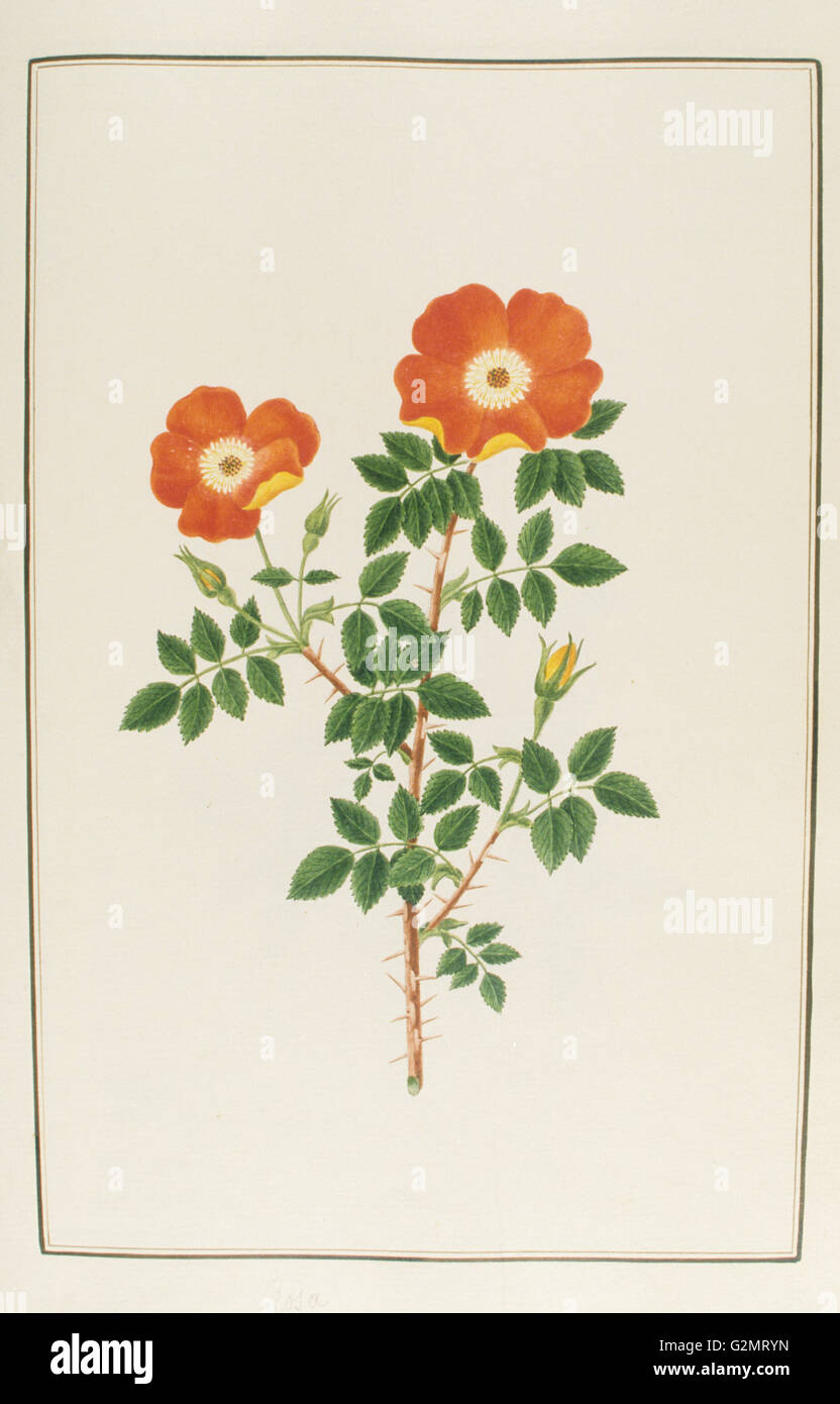 Tabelle der Botanik, botanische Garten von Padua Stockfoto