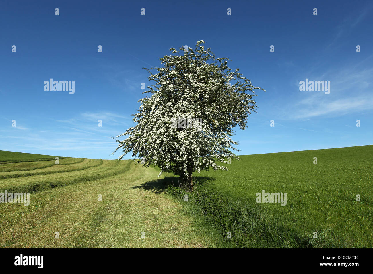 Blühende Single ausgesät Weißdorn (Crataegus Monogyna), einsamer Baum, Allgäu, Bayern, Deutschland Stockfoto
