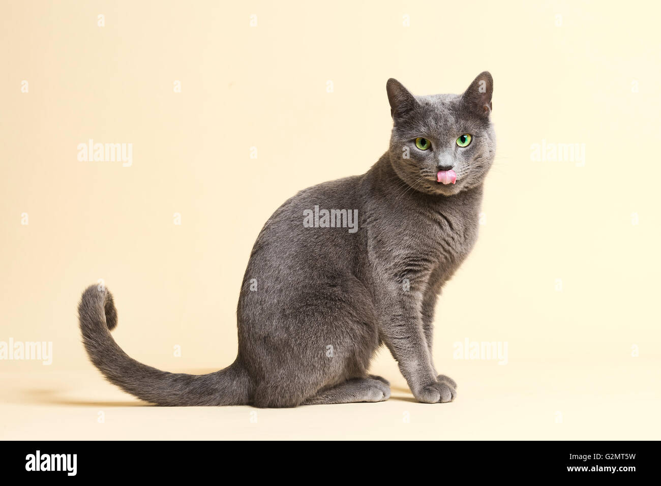 Reinrassige Katze Russisch Blau Kater, 3 Jahre alt Stockfoto