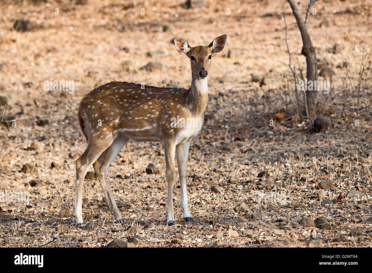 Chital oder Cheetal (Achse-Achse) im Trockenwald, Sasan Gir Nature Reserve, Gujarat, Indien Stockfoto