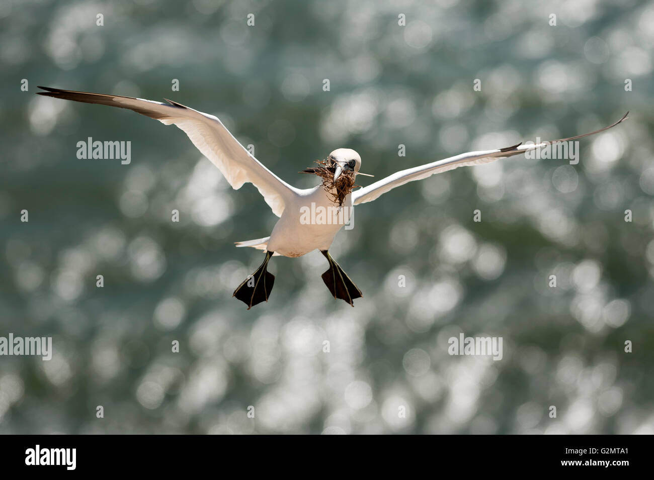 Basstölpel im Flug (Sula Bassana), Verschachtelung Material im Schnabel, Brutzeit, Schleswig-Holstein-Helgoland, Deutschland Stockfoto