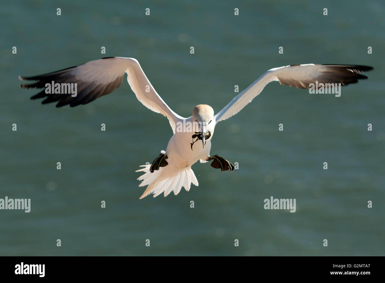 Basstölpel im Flug (Sula Bassana), Verschachtelung Material im Schnabel, Brutzeit, Schleswig-Holstein-Helgoland, Deutschland Stockfoto