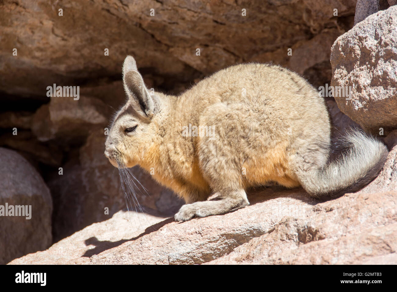 Berg, südlichen viscacha viscacha (lagidium viscacia) in den Felsen, Eduardo Avaroa Fauna der Anden National Reserve, Bolivien Stockfoto