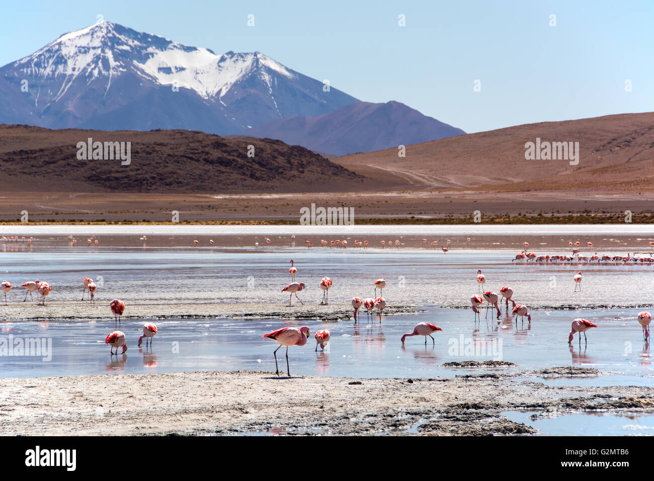 Laguna Hedionda mit James Flamingos (Phoenicoparrus jamesi) im flachen Wasser, in der Nähe von Uyuni, lipez, Bolivien Stockfoto