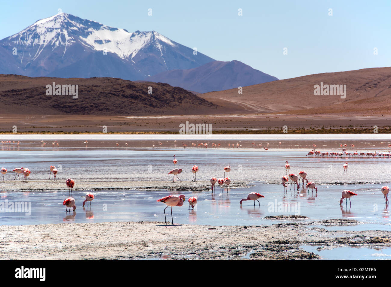 Laguna Hedionda mit Jamess Flamingos (Phoenicoparrus Jamesi) im seichten Wasser, in der Nähe von Uyuni Lipez, Bolivien Stockfoto