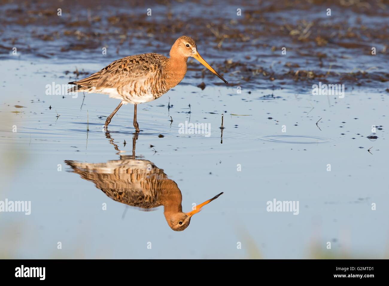 Schwarz-angebundene Uferschnepfe (Limosa Limosa) waten Wasser, Suche für Essen, Spiegelung, Texel, Provinz Nord-Holland Stockfoto