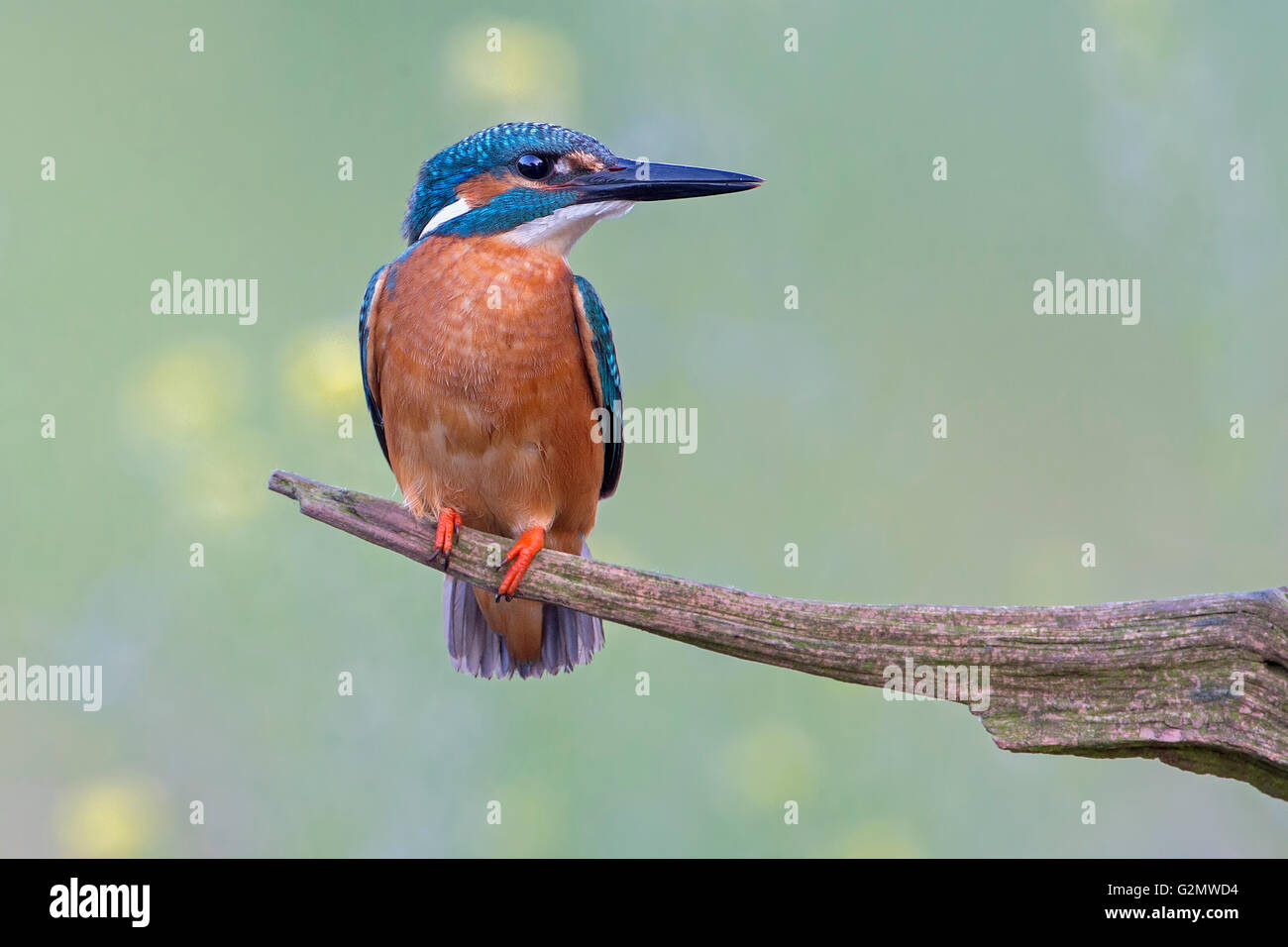Eisvogel (Alcedo Atthis) auf Ast, mittlere Elbe-Biosphärenreservat, Sachsen-Anhalt, Deutschland Stockfoto
