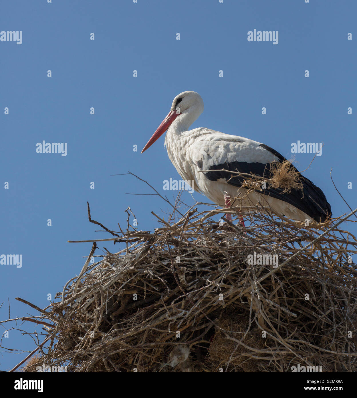 Schöne Storch im Nest Stockfoto