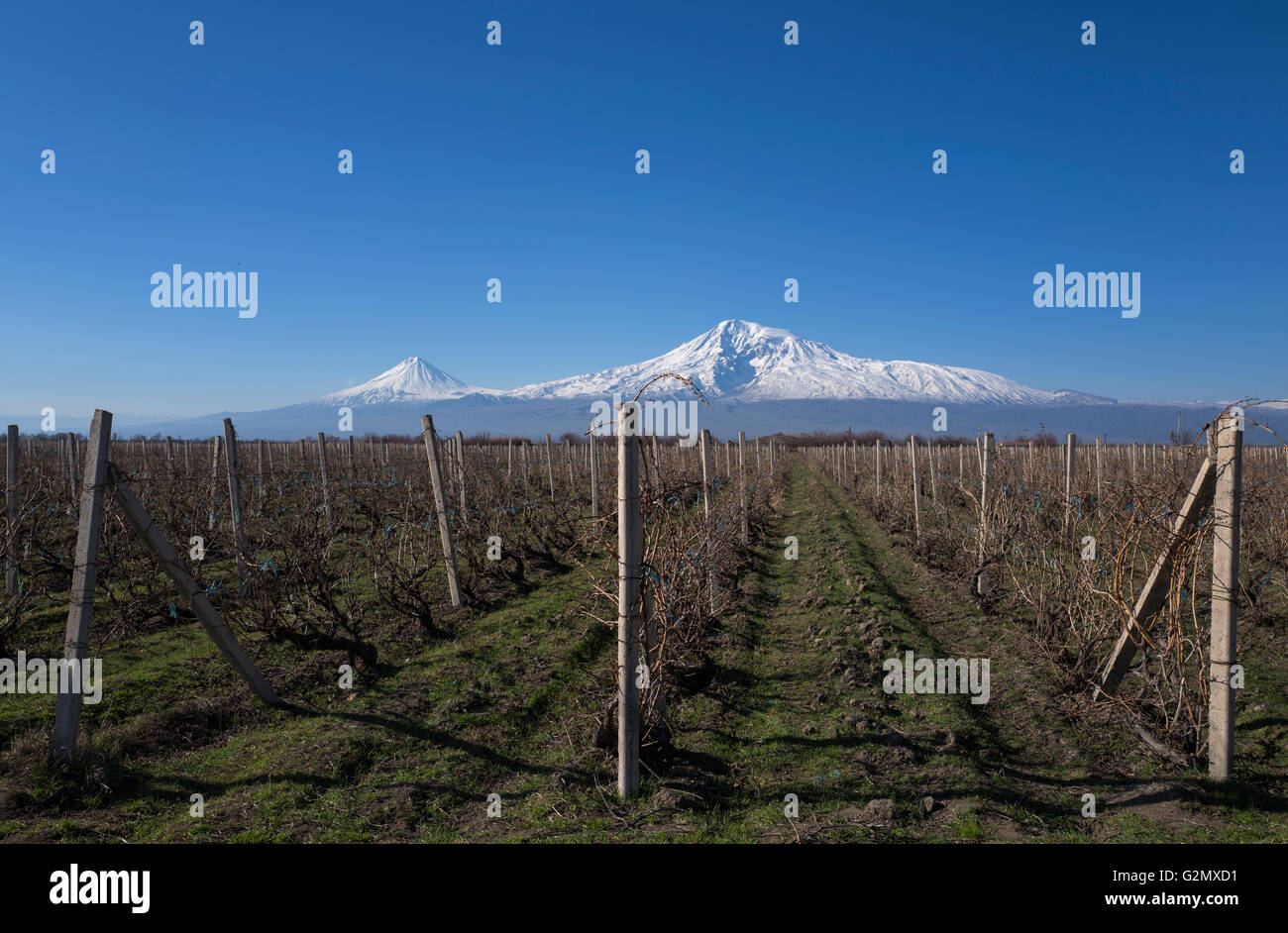 Majestätischen Ararat Berg mit Blick auf die Weinberge. Stockfoto