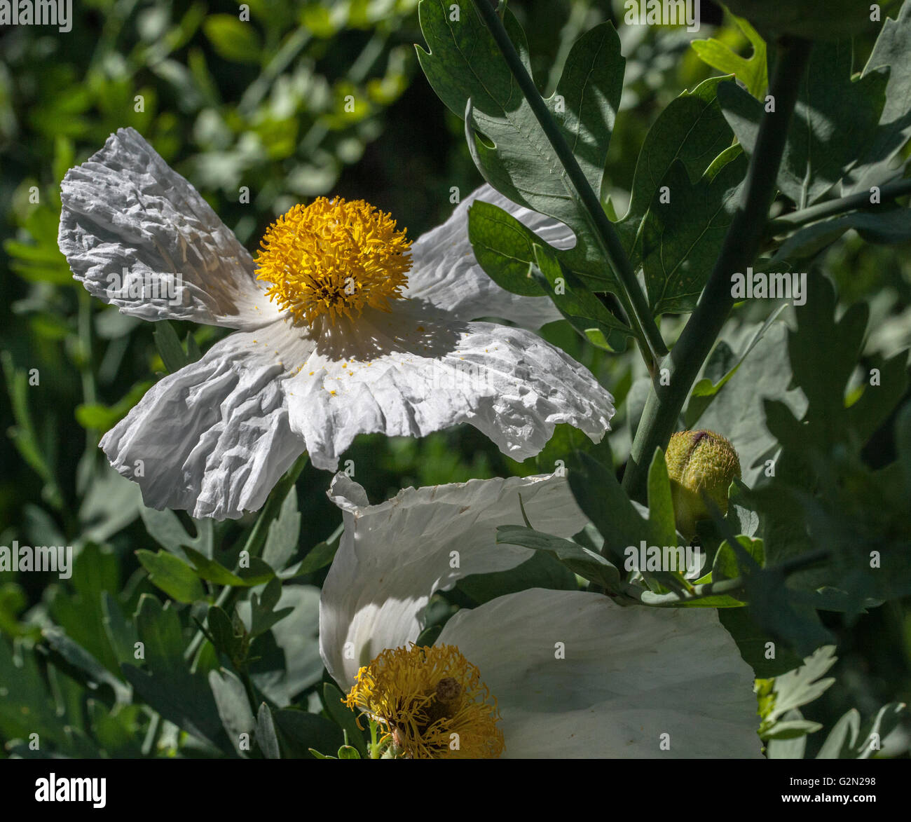 Romneya coulteri Stockfoto