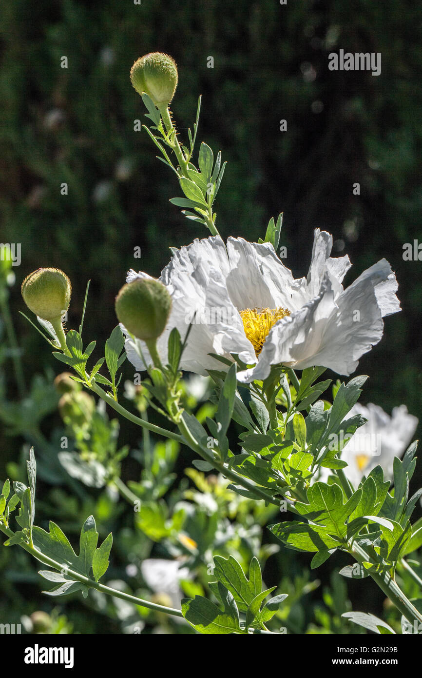 Romneya coulteri Stockfoto