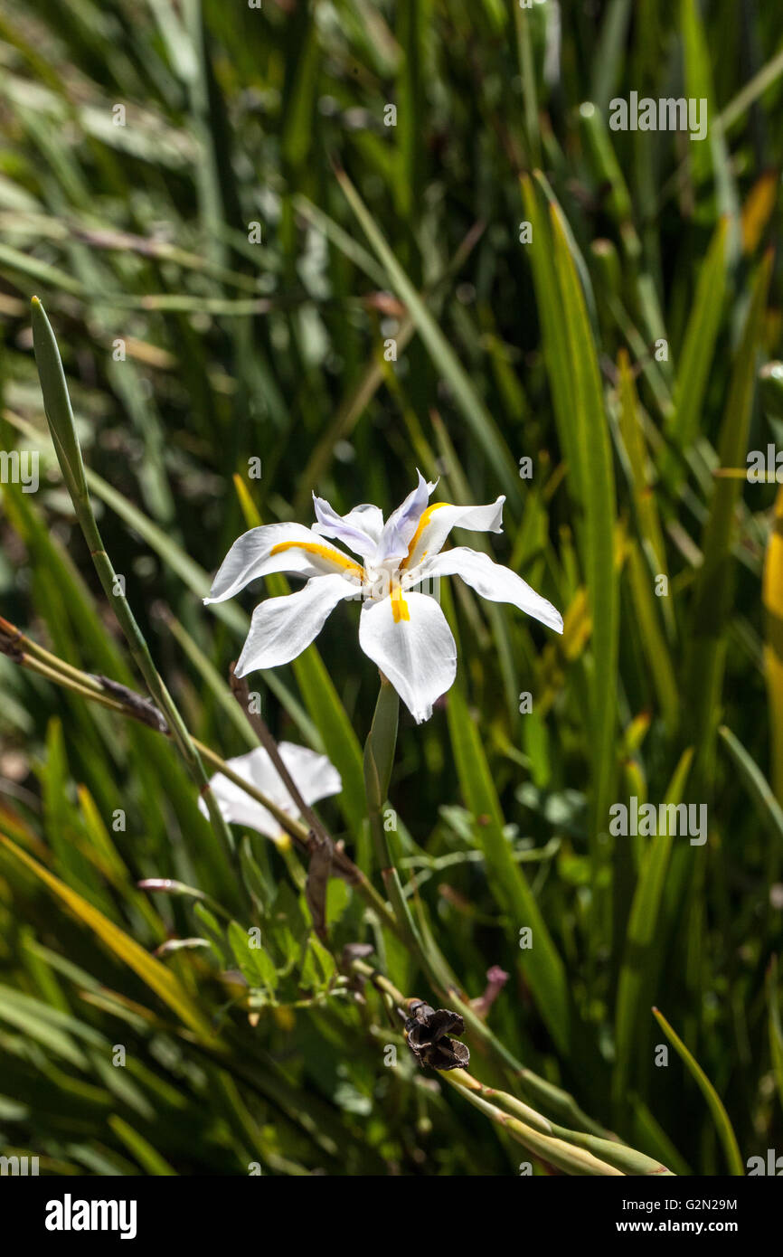 Dietes iridioides Stockfoto