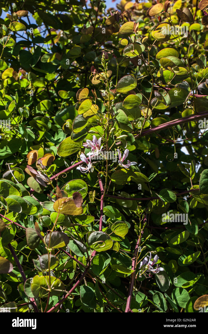 Bauhinia yunnanensis Stockfoto