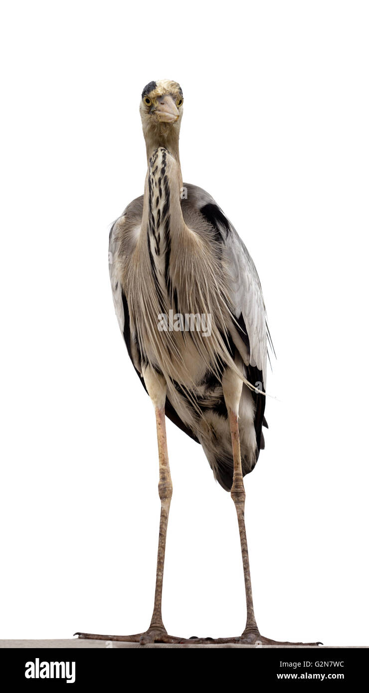 Graureiher (Ardea Cinerea). Isoliert auf weißem Hintergrund. Ansicht von vorne. Stockfoto