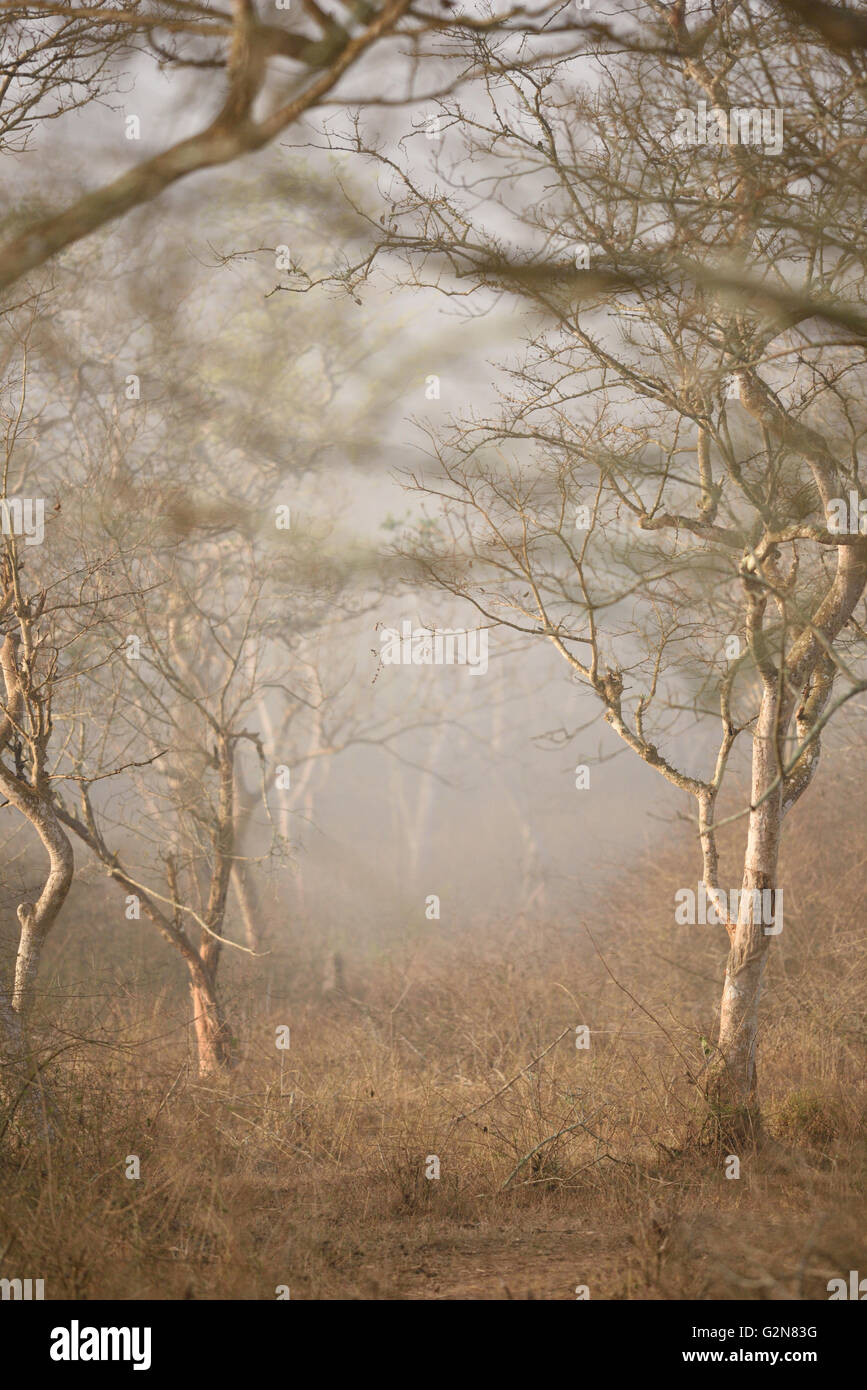 Nebliger Morgen im Wald Stockfoto