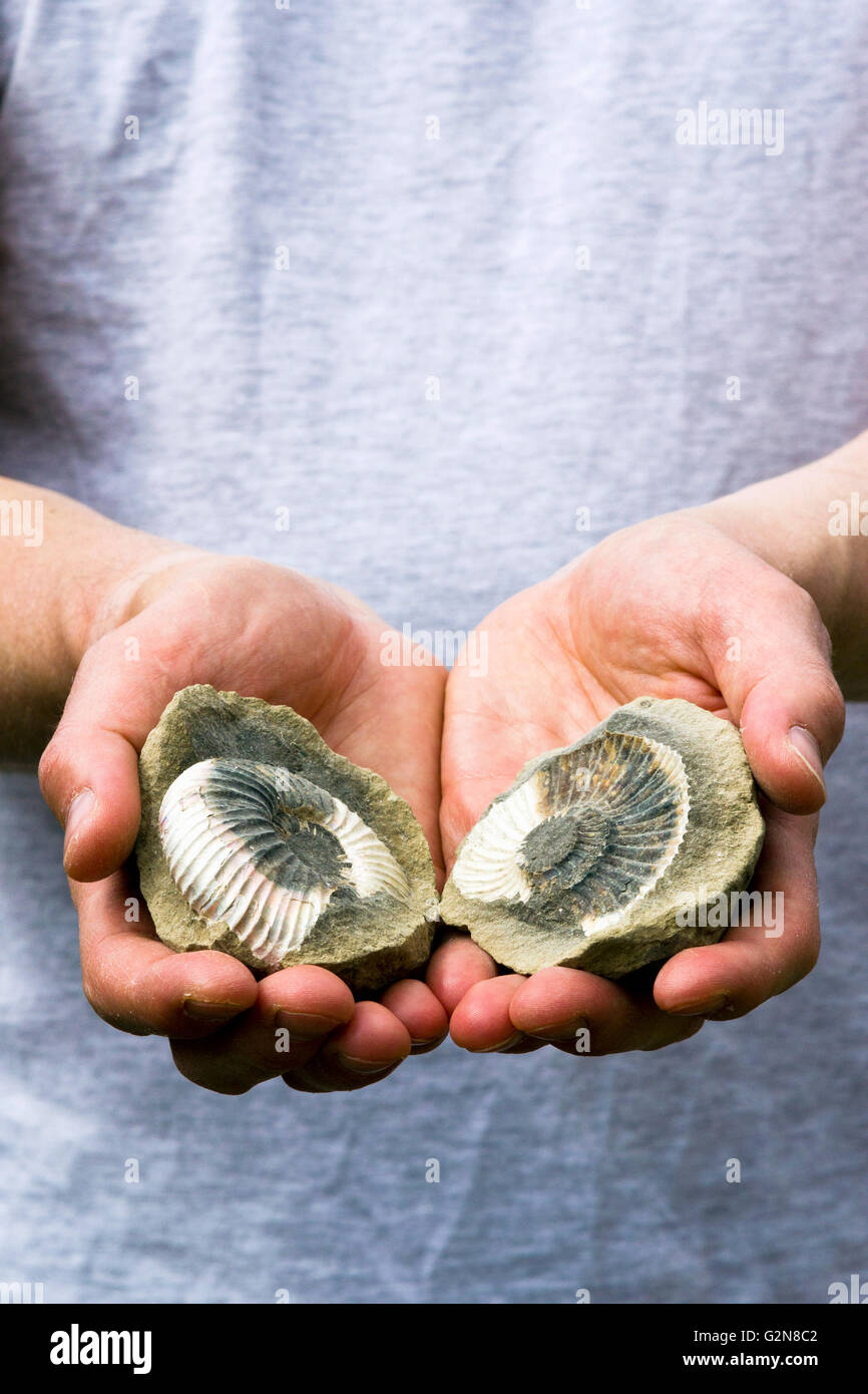 Mann hält eine Konkretion mit einem fossilen Ammoniten (Besetzung und Schimmel sichtbar) Stockfoto