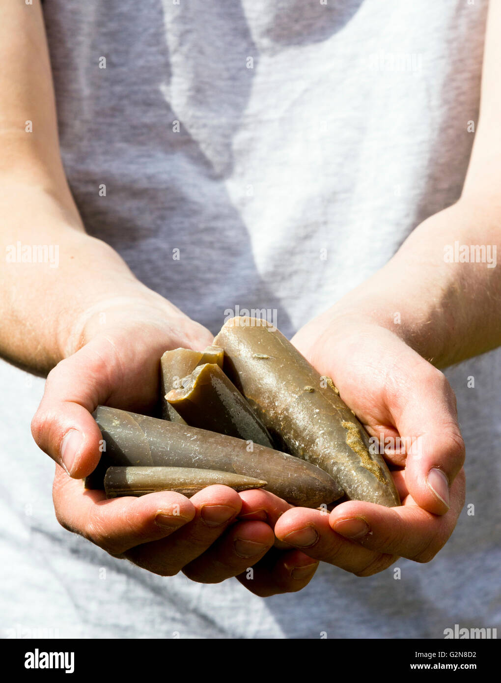 Mann, der Belemnit Fossilien in seiner Hand hält Stockfoto