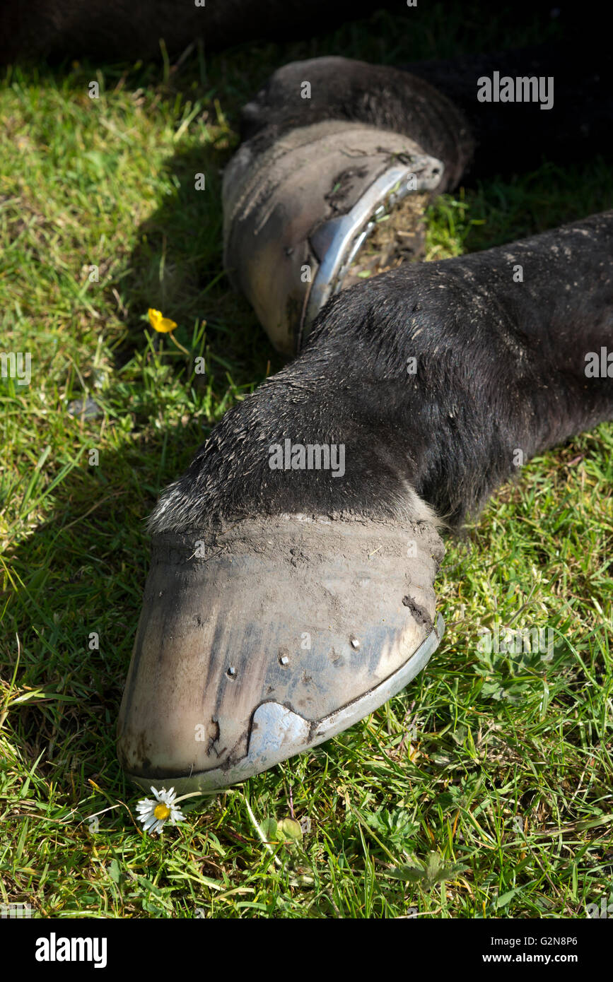 Nahaufnahme von einem dunklen Pferde Beine und Hufe in eine liegende Position. Stockfoto