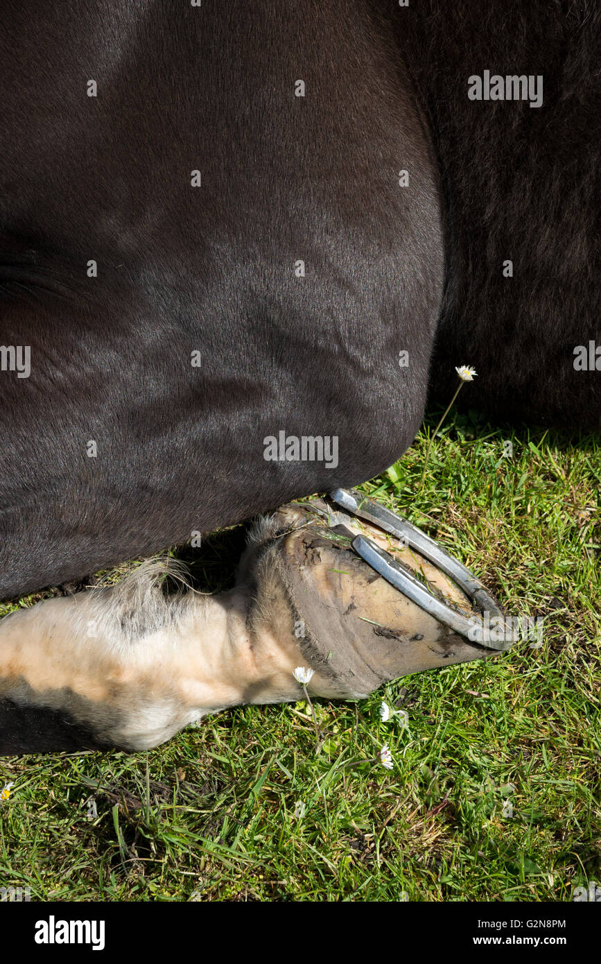 Nahaufnahme von ein Geheimfavorit Vorderbein und Huf in eine liegende Position. Stockfoto