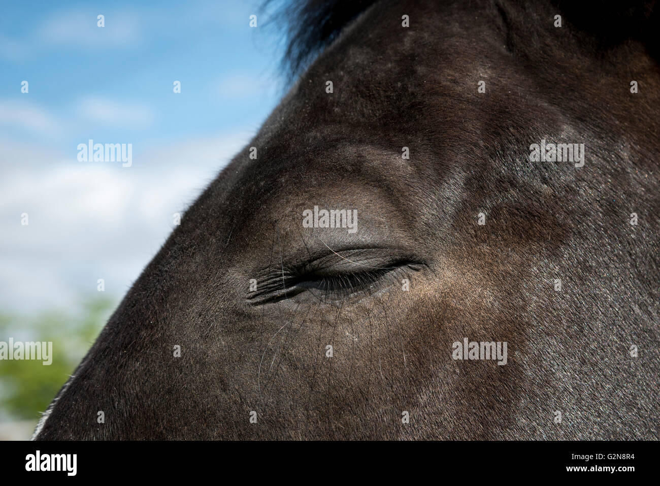 Nahaufnahme von einem dunklen farbigen Pferd mit seinem Auge geschlossen in der Sommersonne. Stockfoto