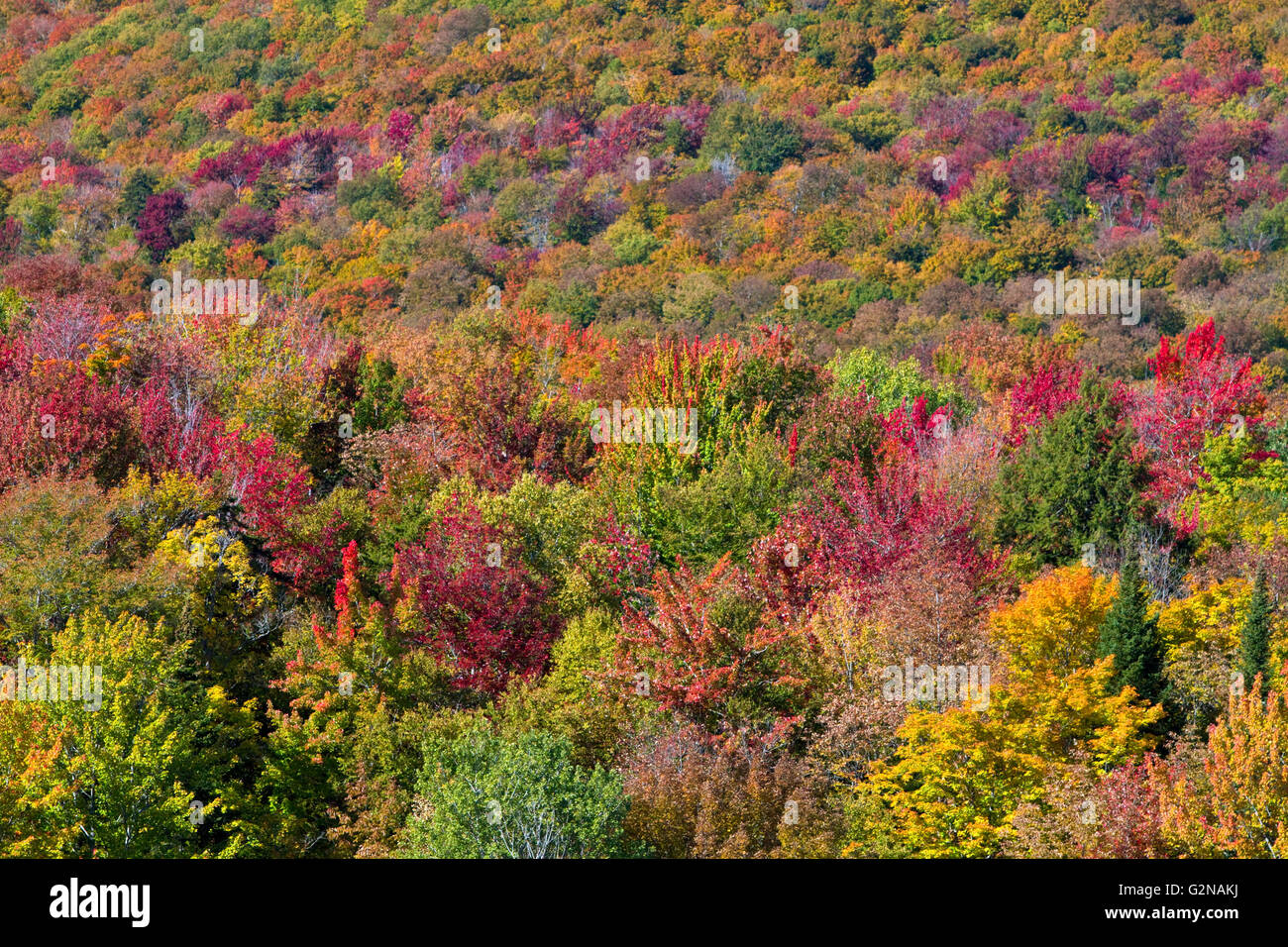 Herbstfarben in der Nähe von Lake Elmore Lamoille County, Vermont, USA. Stockfoto