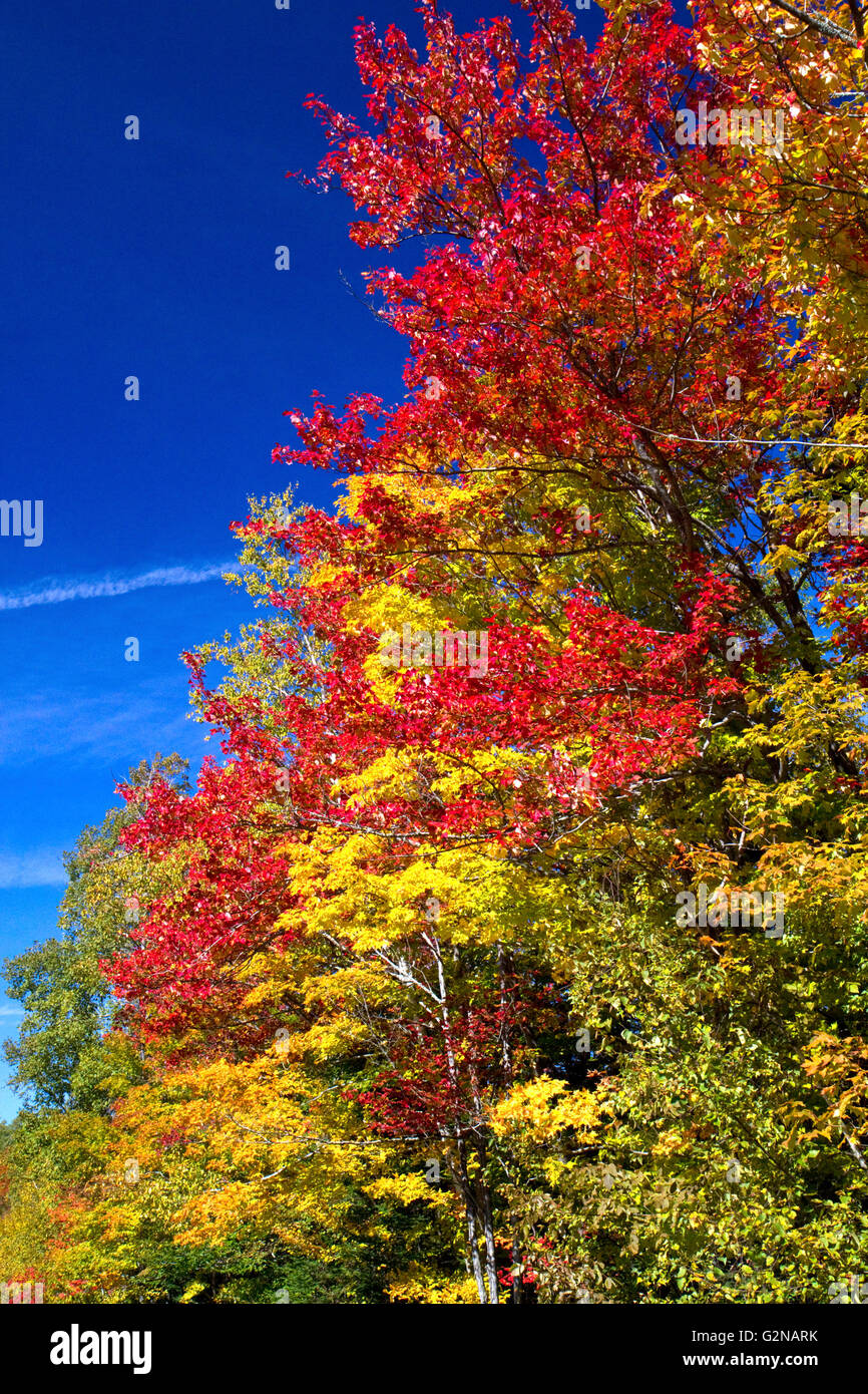 Herbstlaub auf einem ländlichen Rennstreckenareal nördlich von Stowe, Vermont, USA. Stockfoto